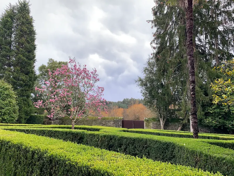 Parterres de boj con un magnolio en flor y árboles altos al fondo