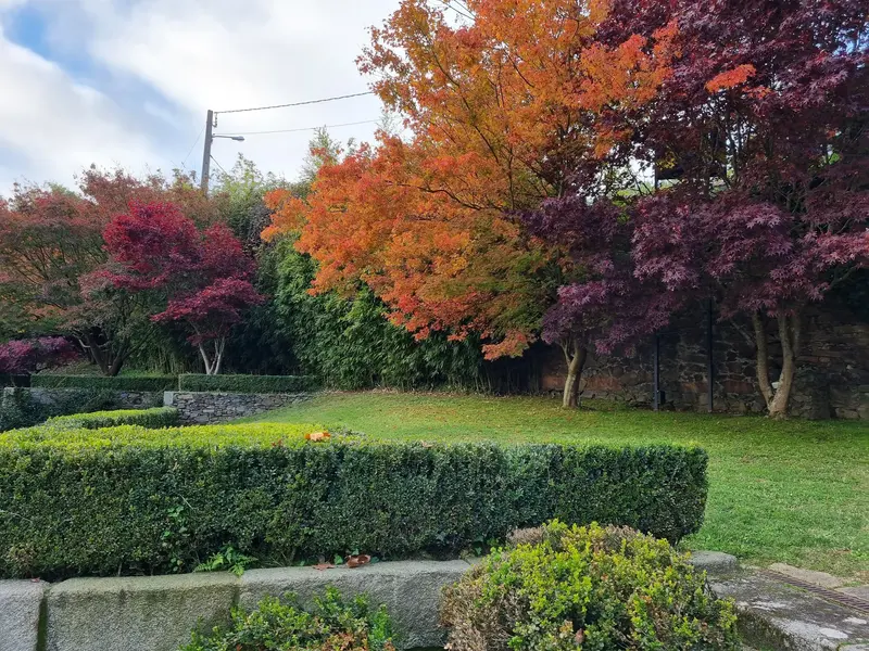 Arces rojos en otoño junto a los setos del jardín